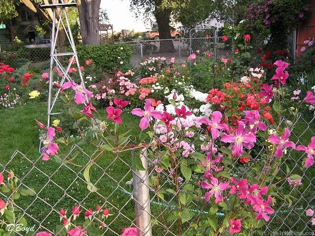 'Inspiration' clematis photo
