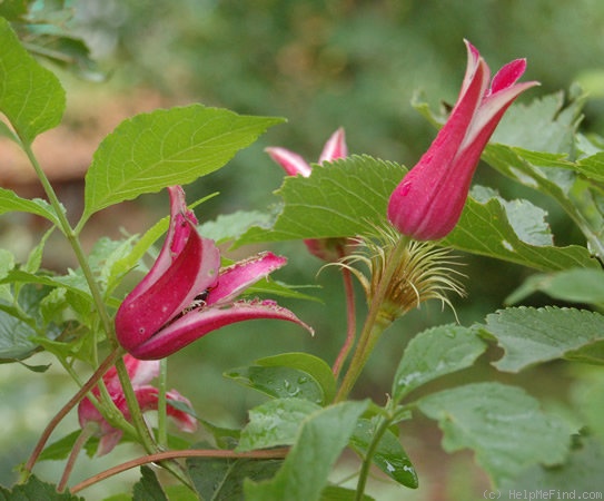 'Princess of Wales (Fretwell)' clematis photo