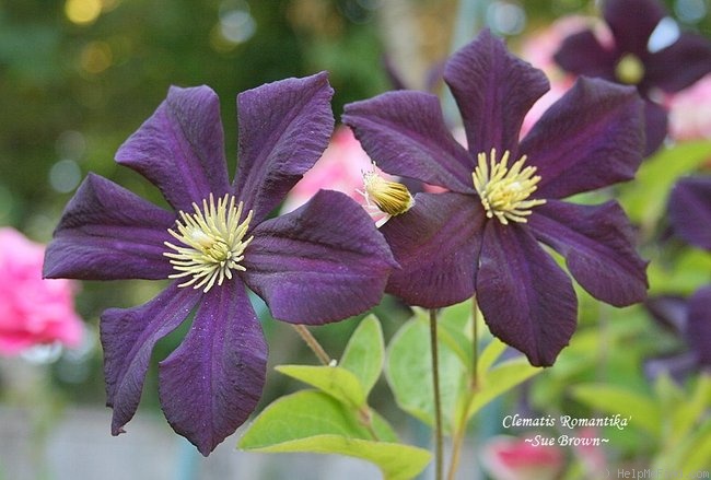 'Romantika' clematis photo