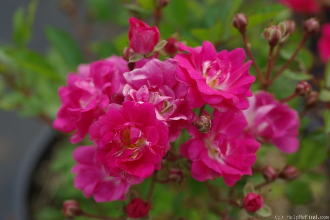 'Maréchal Foch' rose photo