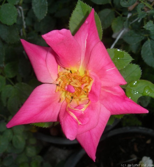 'GOBXDOB' rose photo