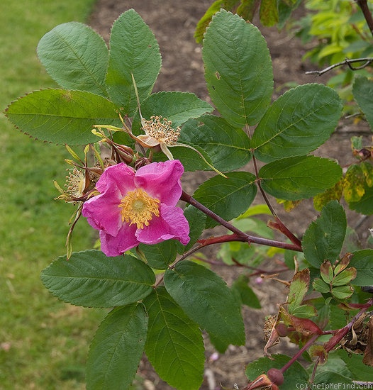 '<i>Rosa amblyotis</i> C. A. Meyer' rose photo