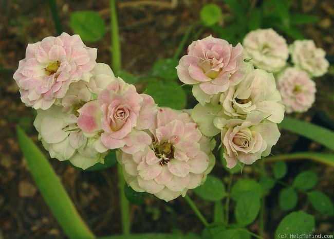 'Rainforest' rose photo