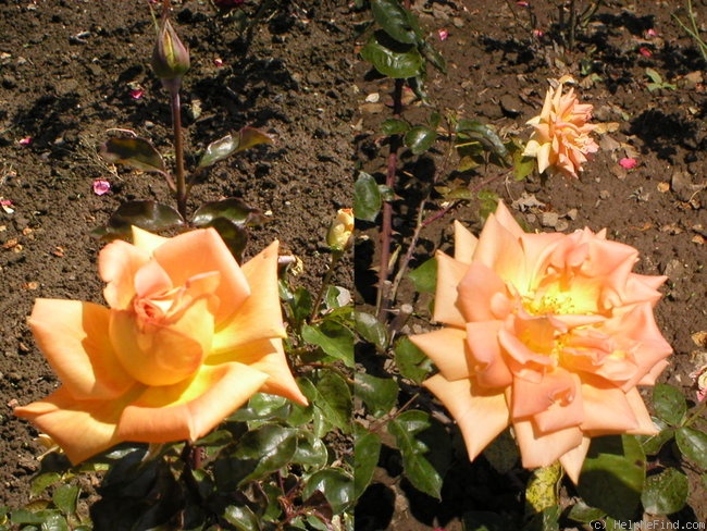 'Lidice' rose photo