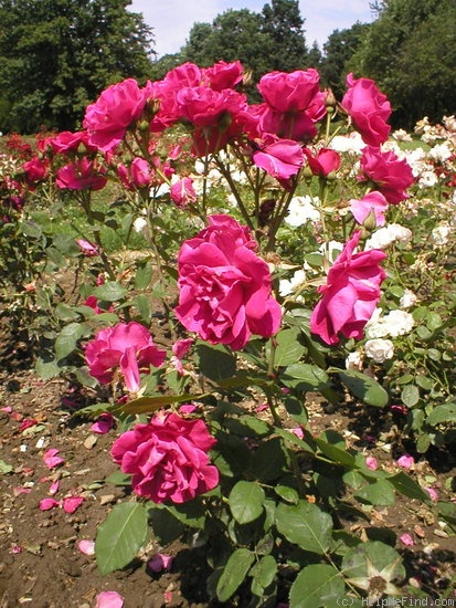 'Anne Mette Poulsen' rose photo