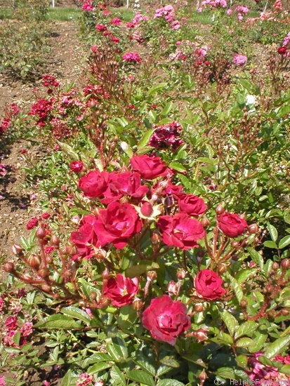 'Červený Kříž' rose photo