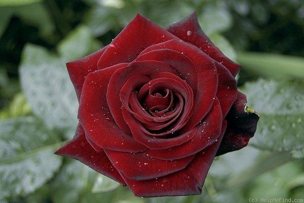 'Black Magic ® (hybrid tea, Evers/Tantau, 1995)' rose photo