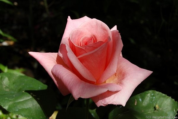 'Summer Lady ®' rose photo