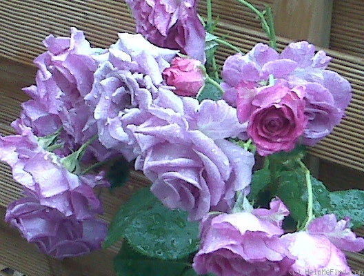 'Debry-Hagen Gmelin Rose' rose photo
