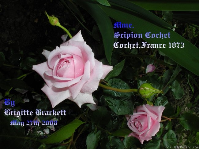 'Madame Scipion Cochet (hybrid perpetual, Cochet, 1872)' rose, click to enlarge 'Madame Scipion Cochet (hybrid perpetual, Cochet, 1872)' rose photo