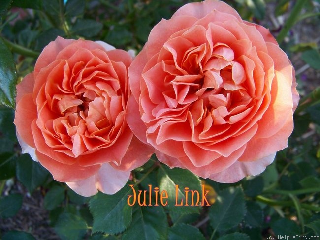 'Julie Link (Miniature, Moore, 2005)' rose photo