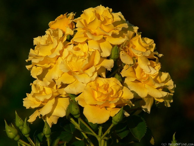 'Gold Cottage ®' rose photo