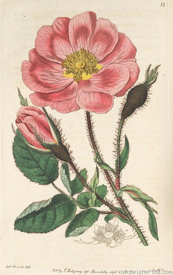 'Single Moss Rose' rose photo