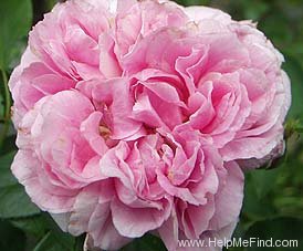 'Vick's Caprice' rose photo