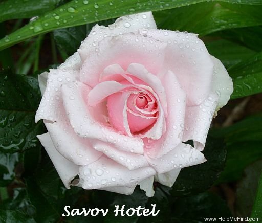 'Savoy Hotel (Hybrid Tea, Harkness, 1987)' rose photo