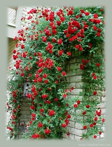 Ред каскад почвопокровная роза фото