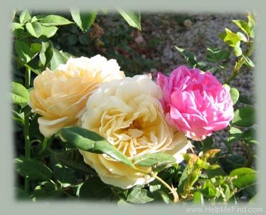 'Teasing Georgia' rose photo
