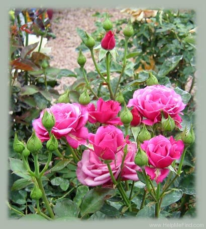 'Shocking Blue ® (Floribunda, Kordes, 1974)' rose photo