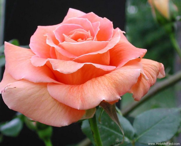 'Bettina '78' rose photo