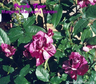 'Purple Tiger (Floribunda, Christensen, 1991)' rose photo