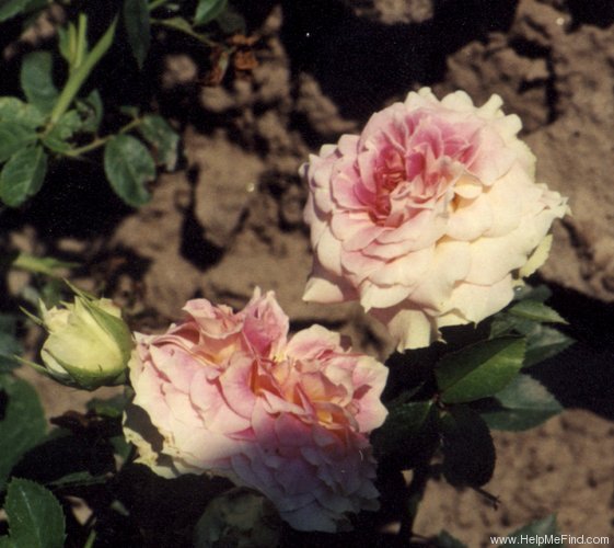 'César ® (climber, Meilland, 1993)' rose photo