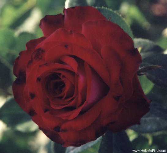 'Eleghya' rose photo