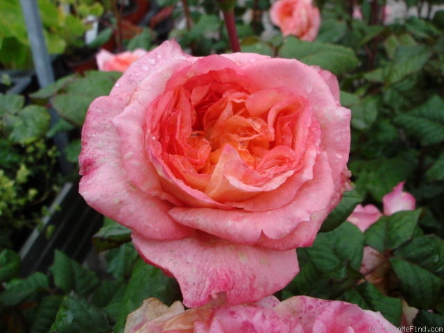 'Apricot Sensation' rose photo