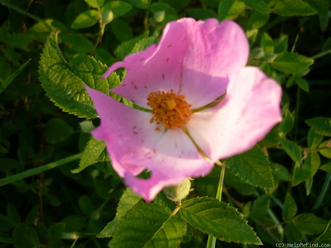 'R. setigera' rose photo
