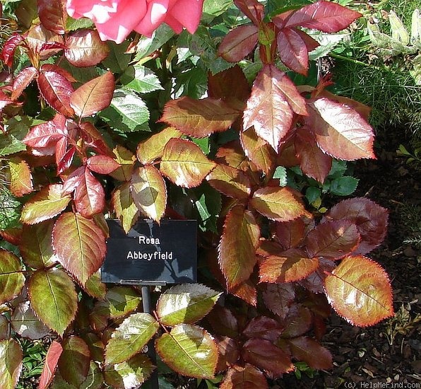 'Abbeyfield Rose' rose photo