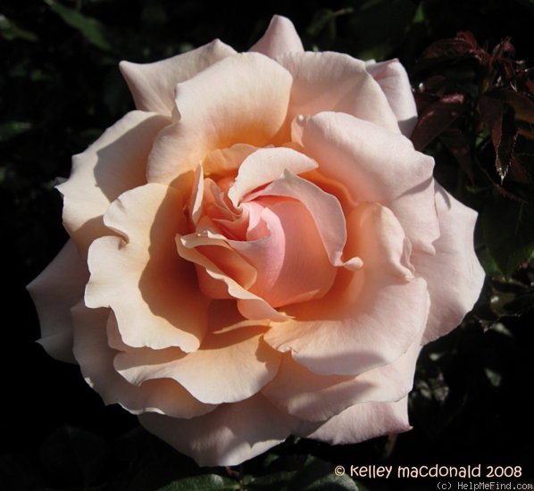 'Nancy Reagan ™ (hybrid tea, Zary 2005)' rose photo