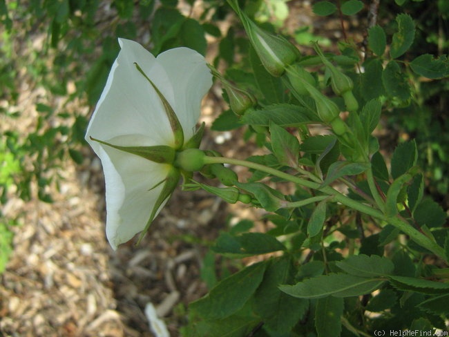 'R. laxa' rose photo
