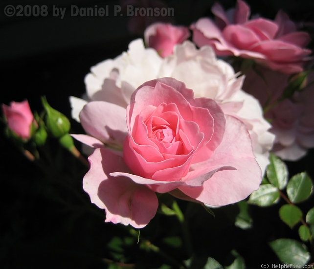 'Demon' rose photo