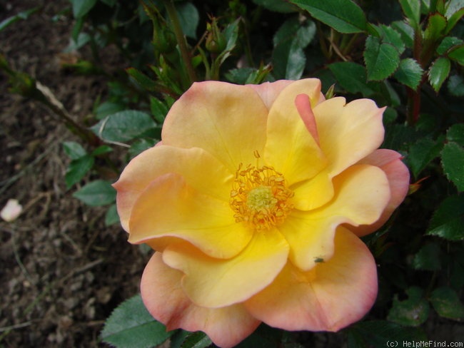 'Linnaeus™' rose photo