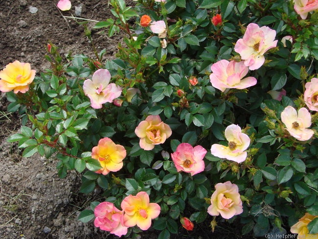 'Linnaeus™' rose photo
