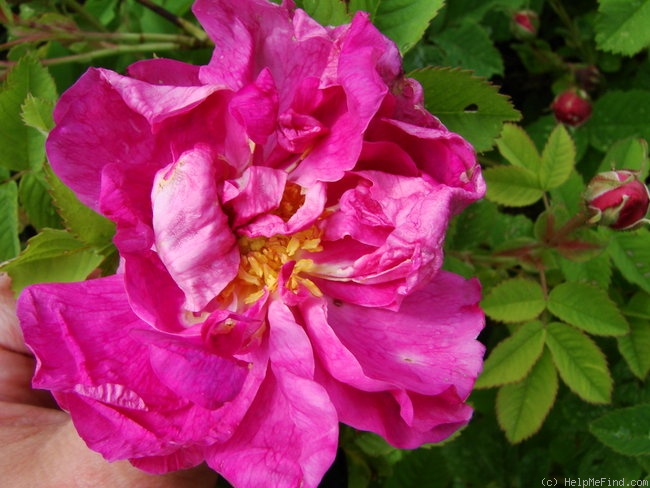 'R. gallica agatha' rose photo