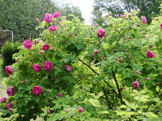 'R. gallica agatha' rose photo
