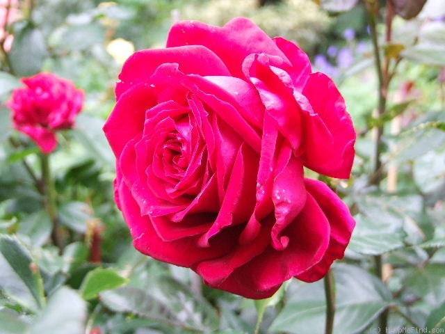 'Isabella Rossellini ' Rose Photo