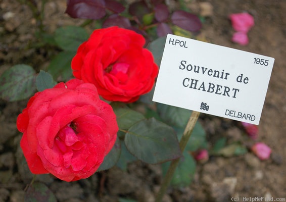 'Souvenir de J. Chabert' rose photo