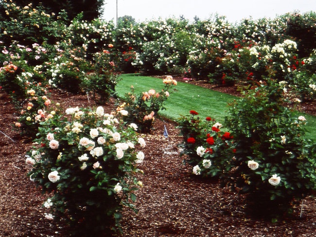 'Heirloom Roses, Inc. (USA)'  photo