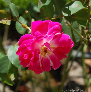 'Bengale Sanguine' rose photo