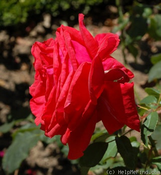 'La Vaudoise' rose photo