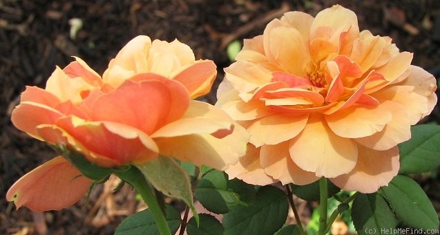 'About Face ™' rose photo