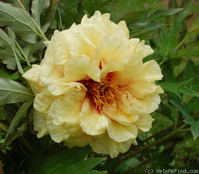 'Age of Gold' peony photo