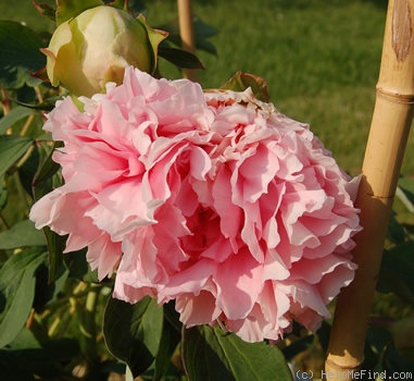 'Comtesse de Tuder' peony photo