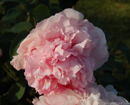 'Comtesse de Tuder' peony photo