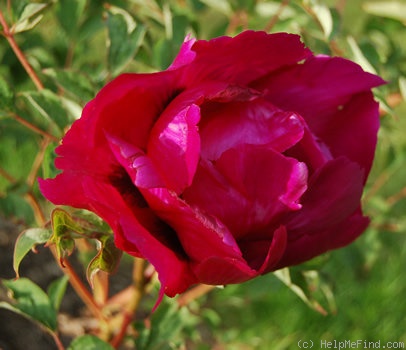 'Mei Gui Sa Jin 玫瑰撒金' peony photo