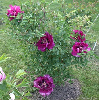 'Mei Gui Sa Jin 玫瑰撒金' peony photo