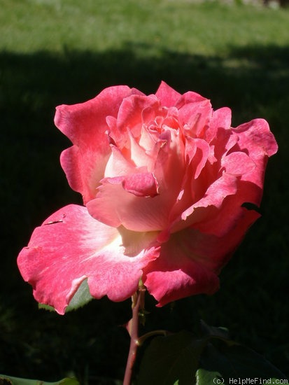 'Simón Dot' rose photo
