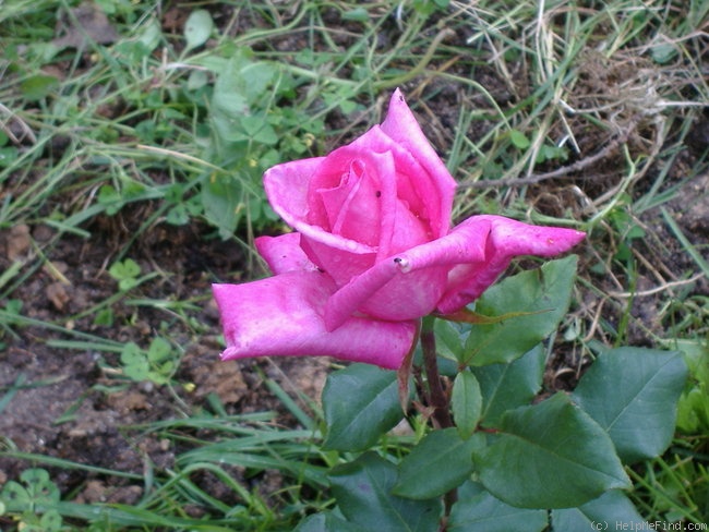 'Armor' rose photo
