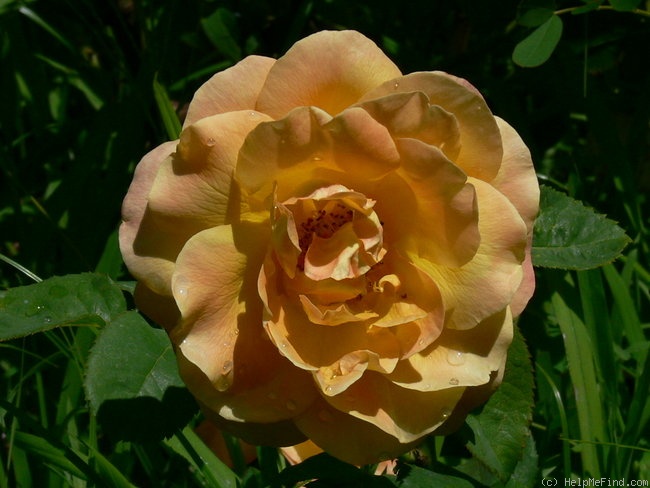 'Alexandra ® (hybrid tea, Kordes 1973)' rose photo